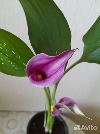 Калла. Бронь