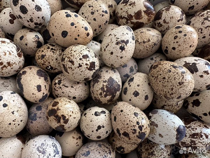 Яйца перепелиные домашние