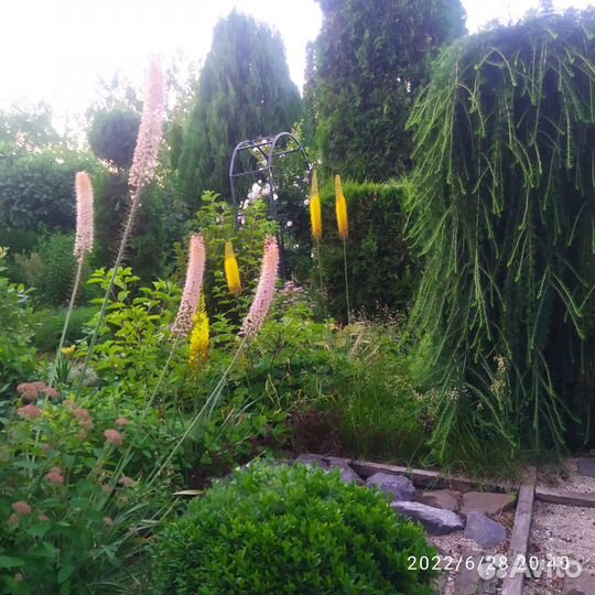 Эремурус гибридный