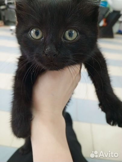 Отдам кота в добрые руки