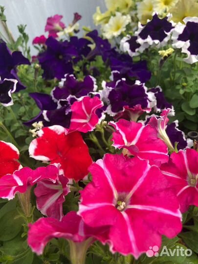 Цветочная рассада (разная)