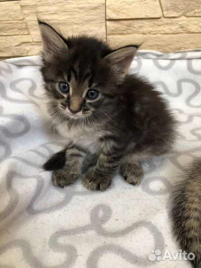 Отдам котят бесплатно