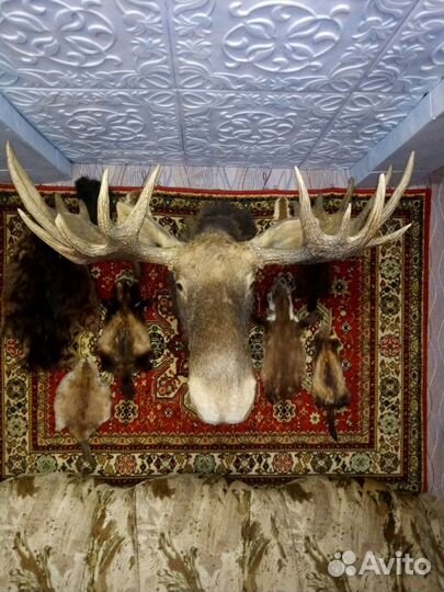 Голова лося