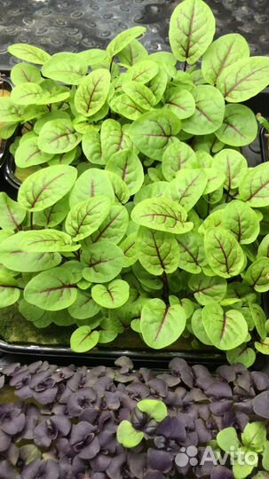 Микрозелень