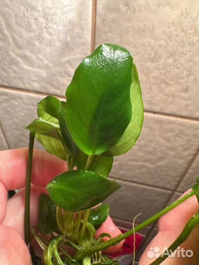 Прополка аквариум