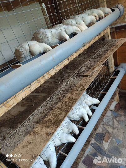 Клетка для кур