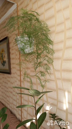 Аспарагус перистый