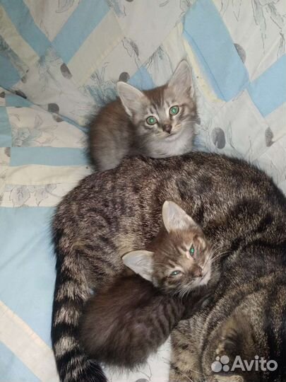 Котята