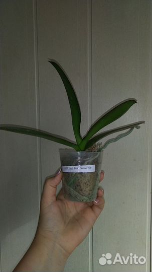 Орхидея Miki Dancer