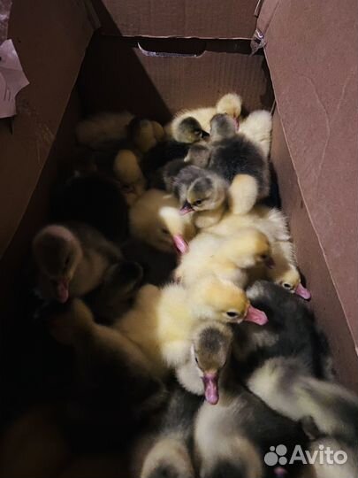 Продам гусят