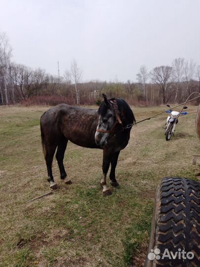 Продам жеребца