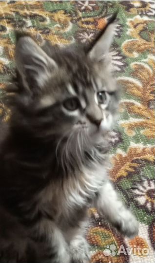 Котята мейн-кун