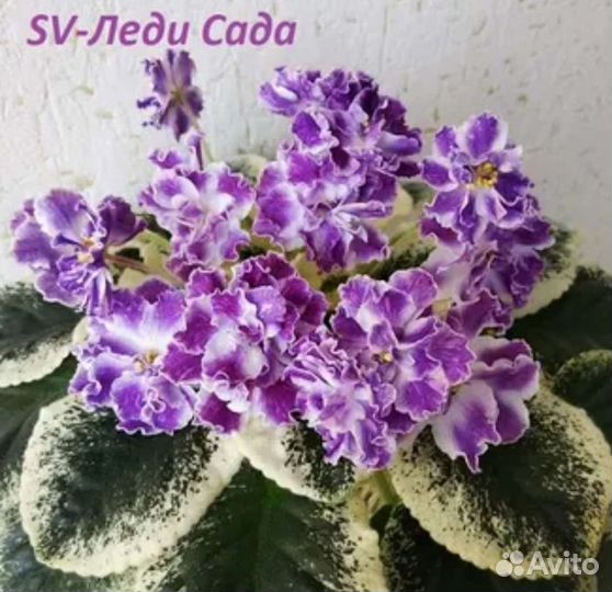 Фиалка сортовве