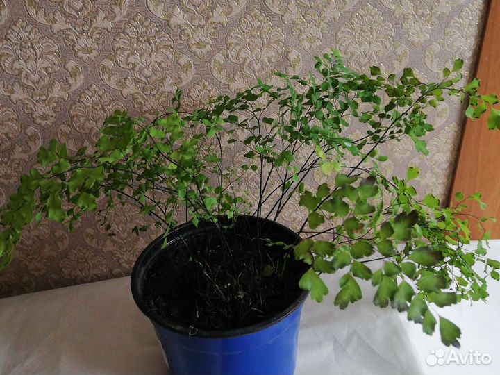 Цветок Венерин волос