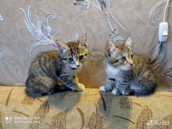 Отдам котят