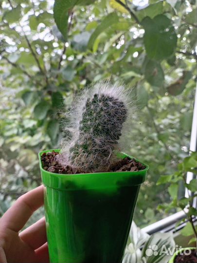 Кактусы и суккуленты