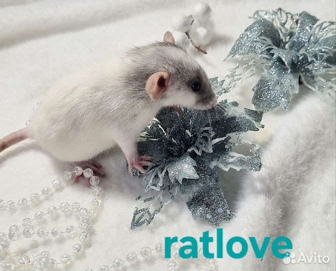 Крысята крыски малыши мальчуганы от ratlove