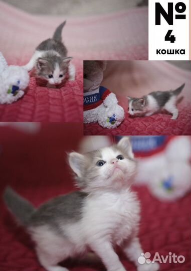 Котята пушистые