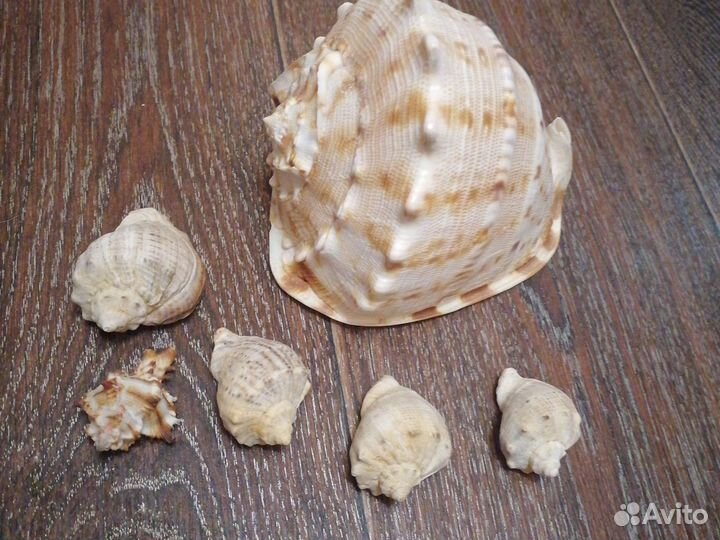 Морские ракушки раковины