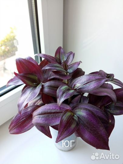 Традесканция зебрина - комнатные цветы