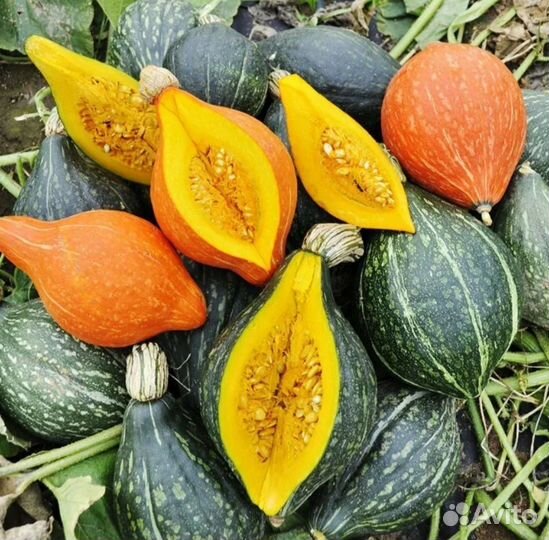 Тыква Дюшес семена