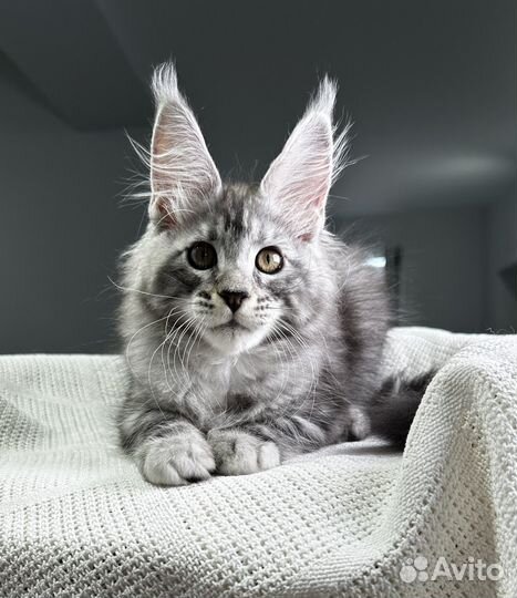 Мейн-кун котик черное серебро