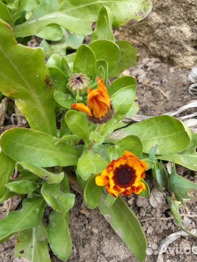 Календула садовая