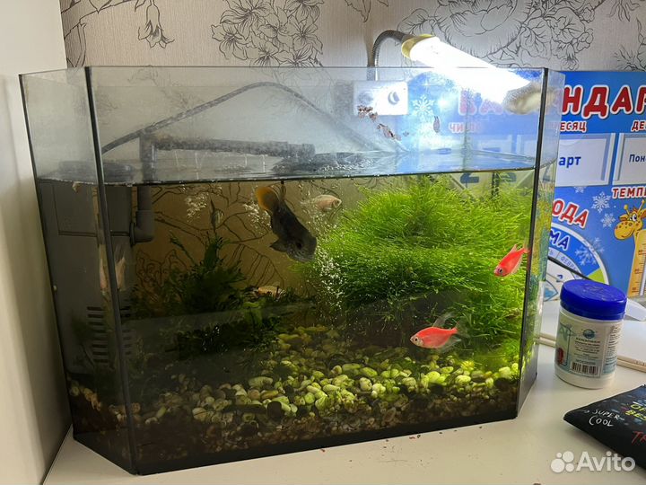 Аквариум