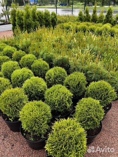 Хеномелес японский