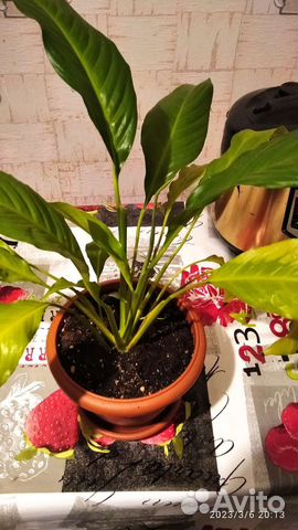 Женское счастье