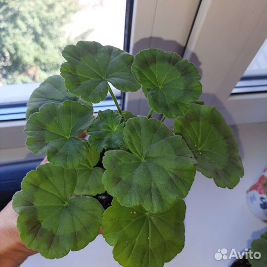 Герань пеларгония