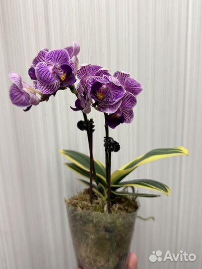 Орхидея фаленопсис Сого Вивьен