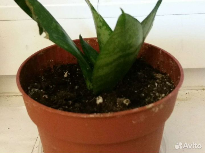 Комнатные цветы