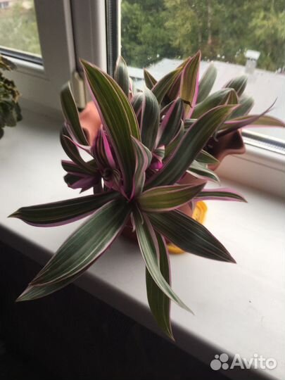 Традесканция розовая