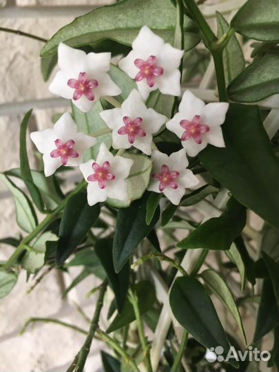 Хойя Белла прекрасная