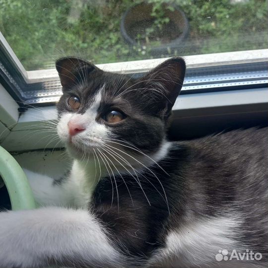 Котёнок девочка