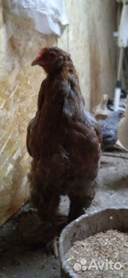 Продаются молодки порода Брама