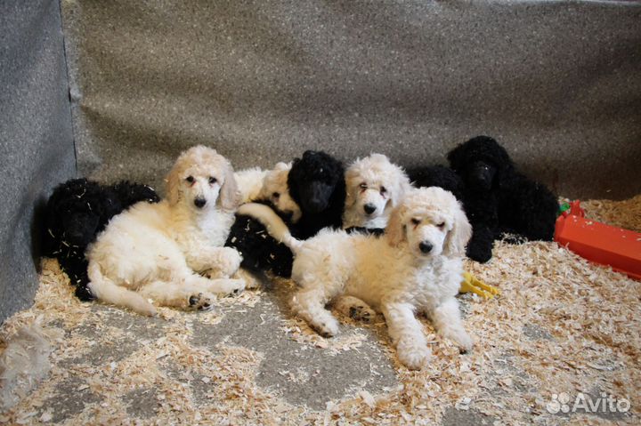 Большой пудель, вязка, чемпион России