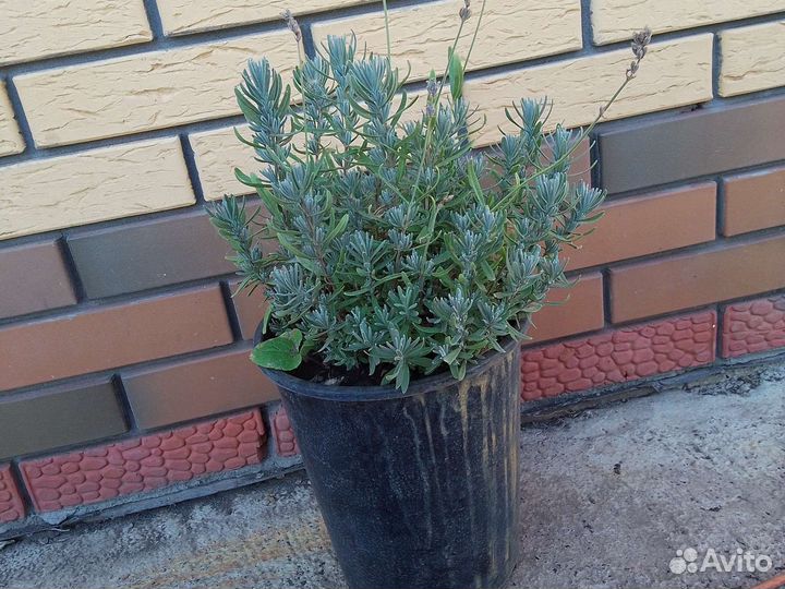 Лаванда в горшке