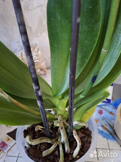 Орхидея фаленопсис