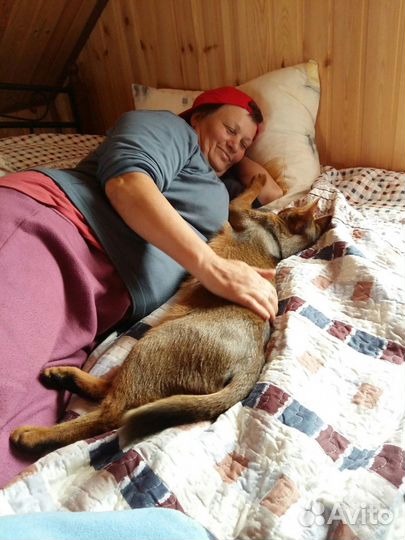 Чаузи Ф1 вырастут до 18 кг