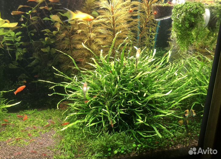 Аквариумные растения, креветки