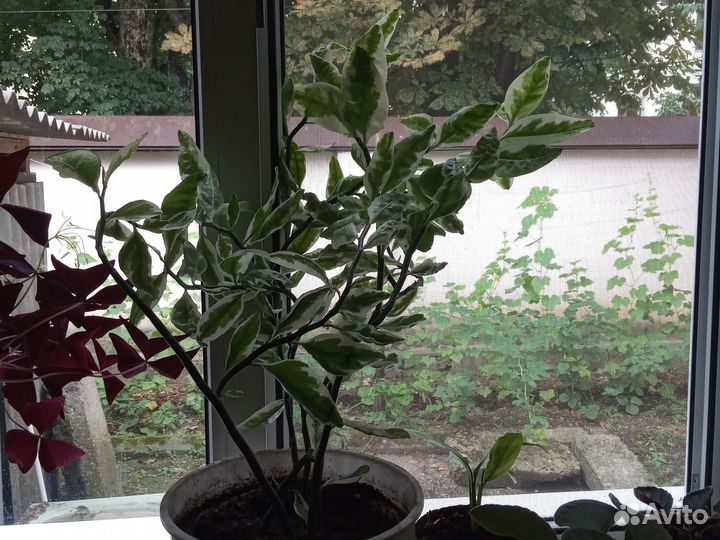 Комнатные растения