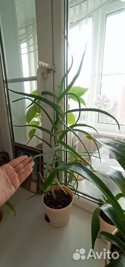 Алоэ столетник лечебный