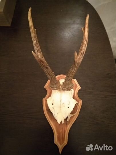 Рога косули на медальоне