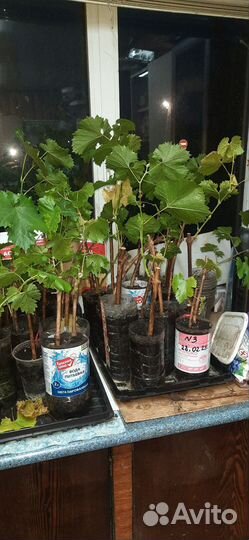 Саженцы винограда