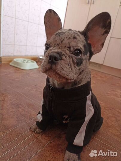 Толстовка для животных