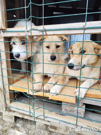 Фокстерьер