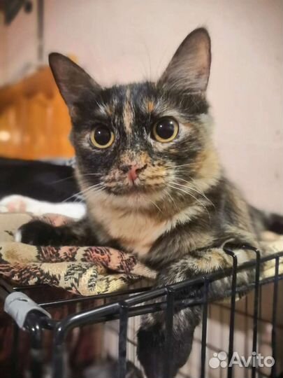 Марта ищет дом