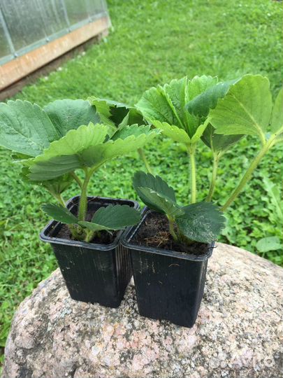 Рассада клубники